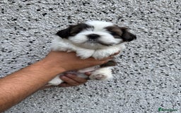 Shih Tzu dogs for sale: Beautiful Shih Tzu puppies  - Image 15