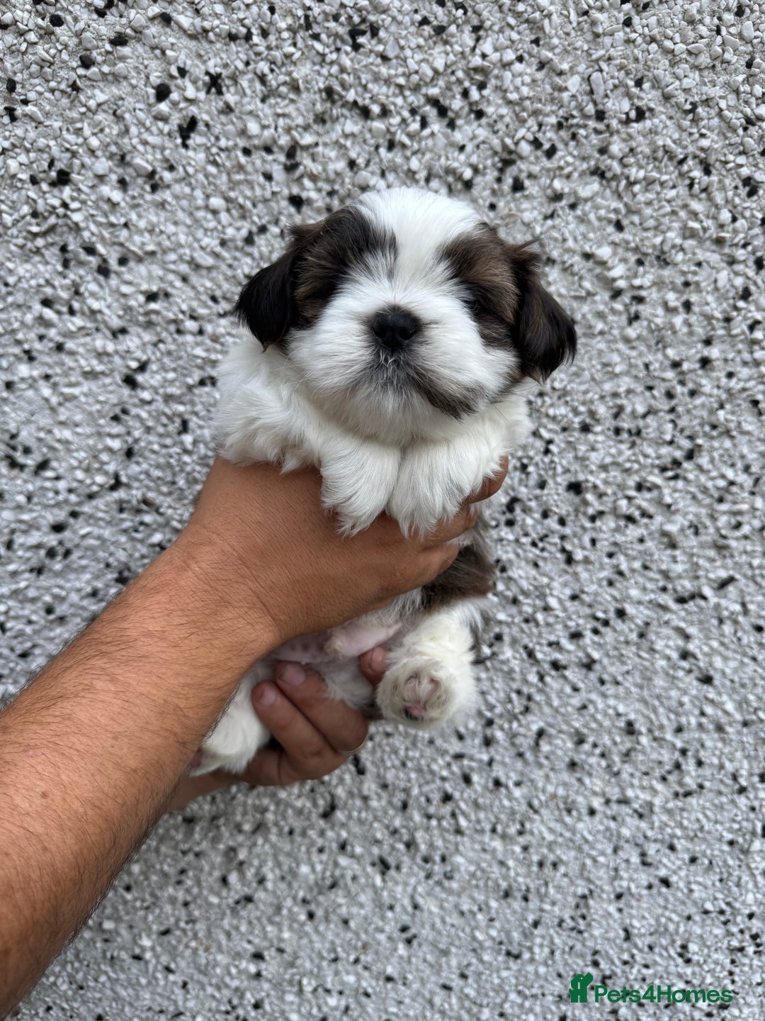 Shih Tzu dogs for sale: Beautiful Shih Tzu puppies  - Image 15