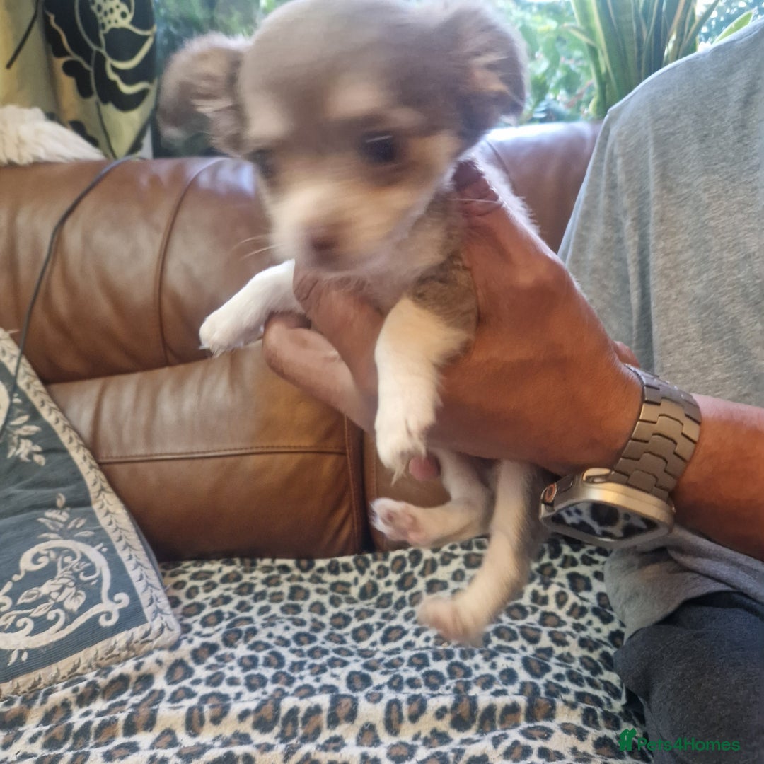 Chihuahua dogs for sale: Long coat Chihuahua puppies  - Image 3