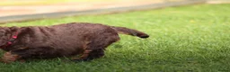 Cocker Spaniel dogs for sale: Beautiful pups in Durham - Advert 13