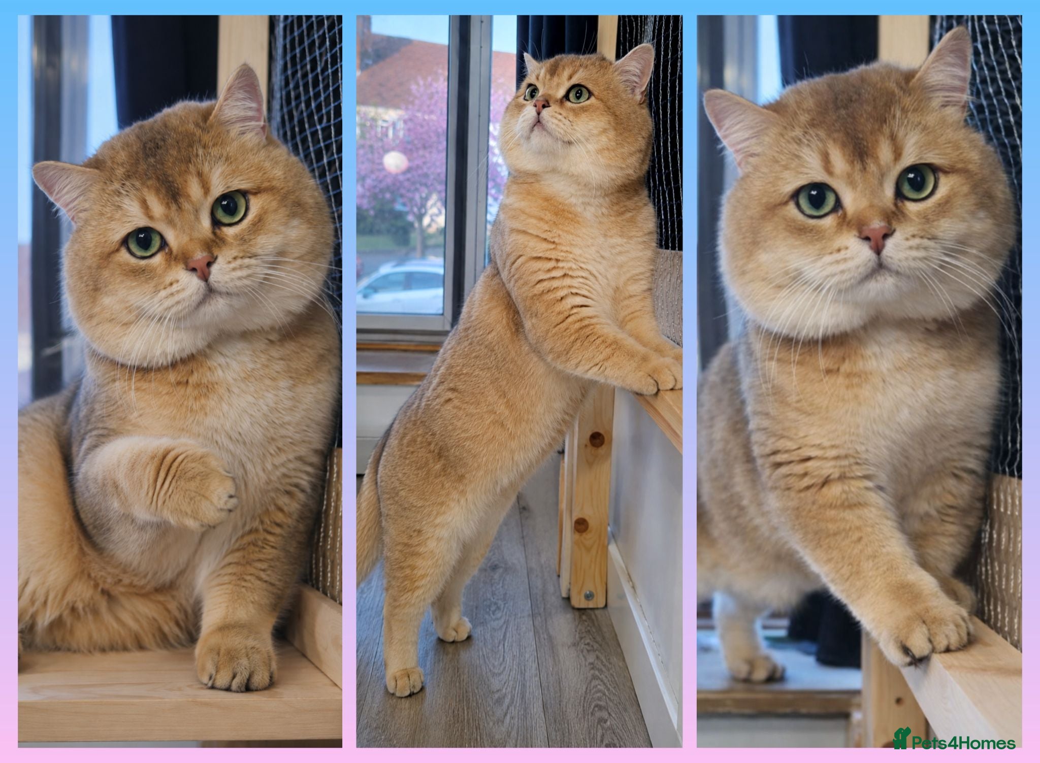 British Shorthair cats NY12⚜️GOLDEN BSH 🏆 TICA and GCCF reg - Advert 1