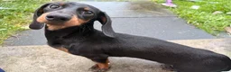 Miniature Dachshund dogs for sale: Miniature Daschund male 7 months old  - Advert 1