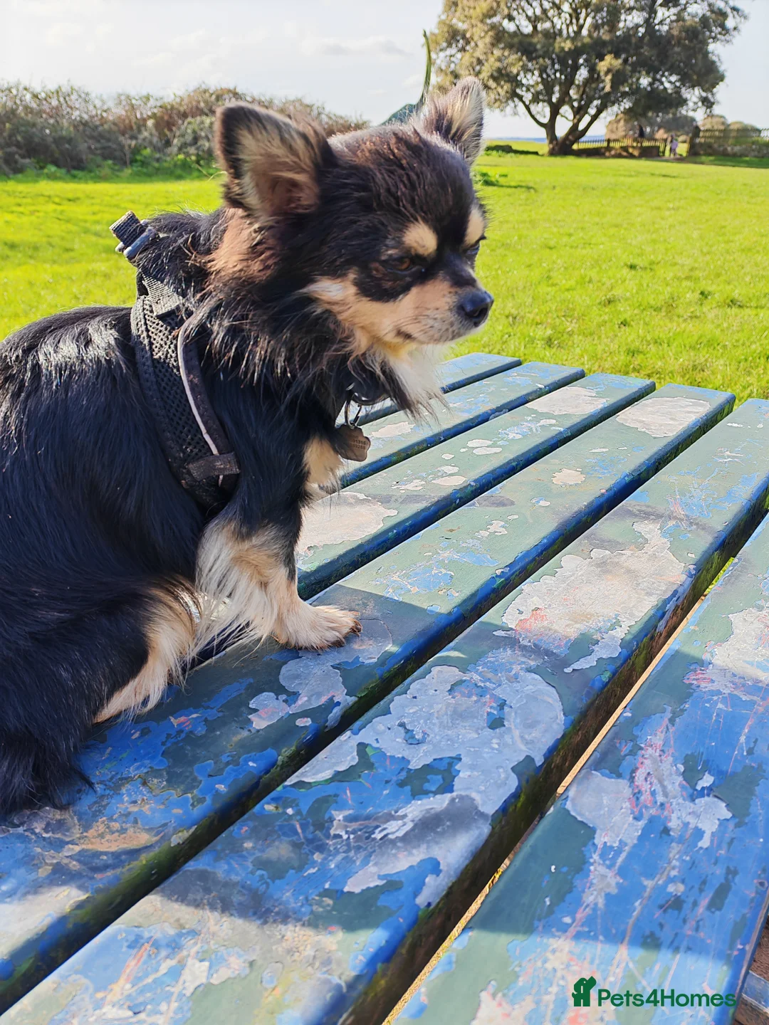 Chihuahua dogs for stud: Stud long haired Chihuahua  - Advert 1