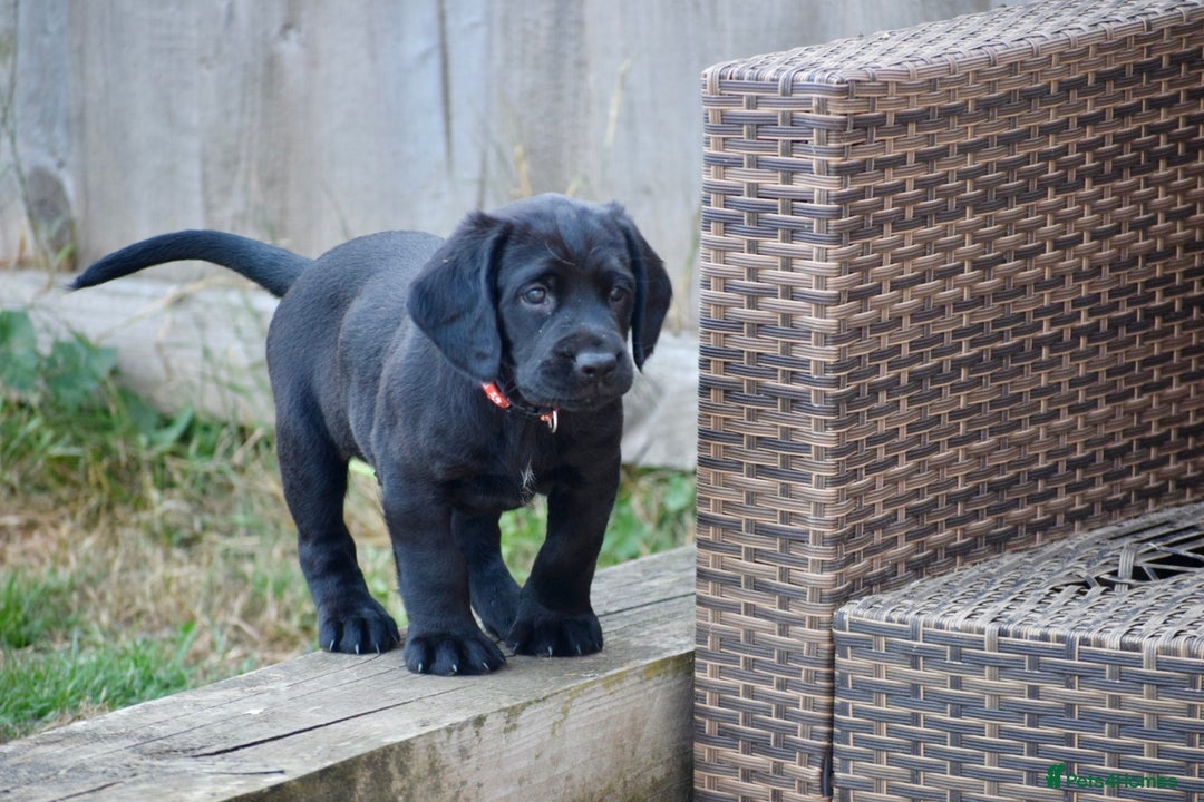 Cockerdor dogs for sale: Cockerdor Puppies - Image 8