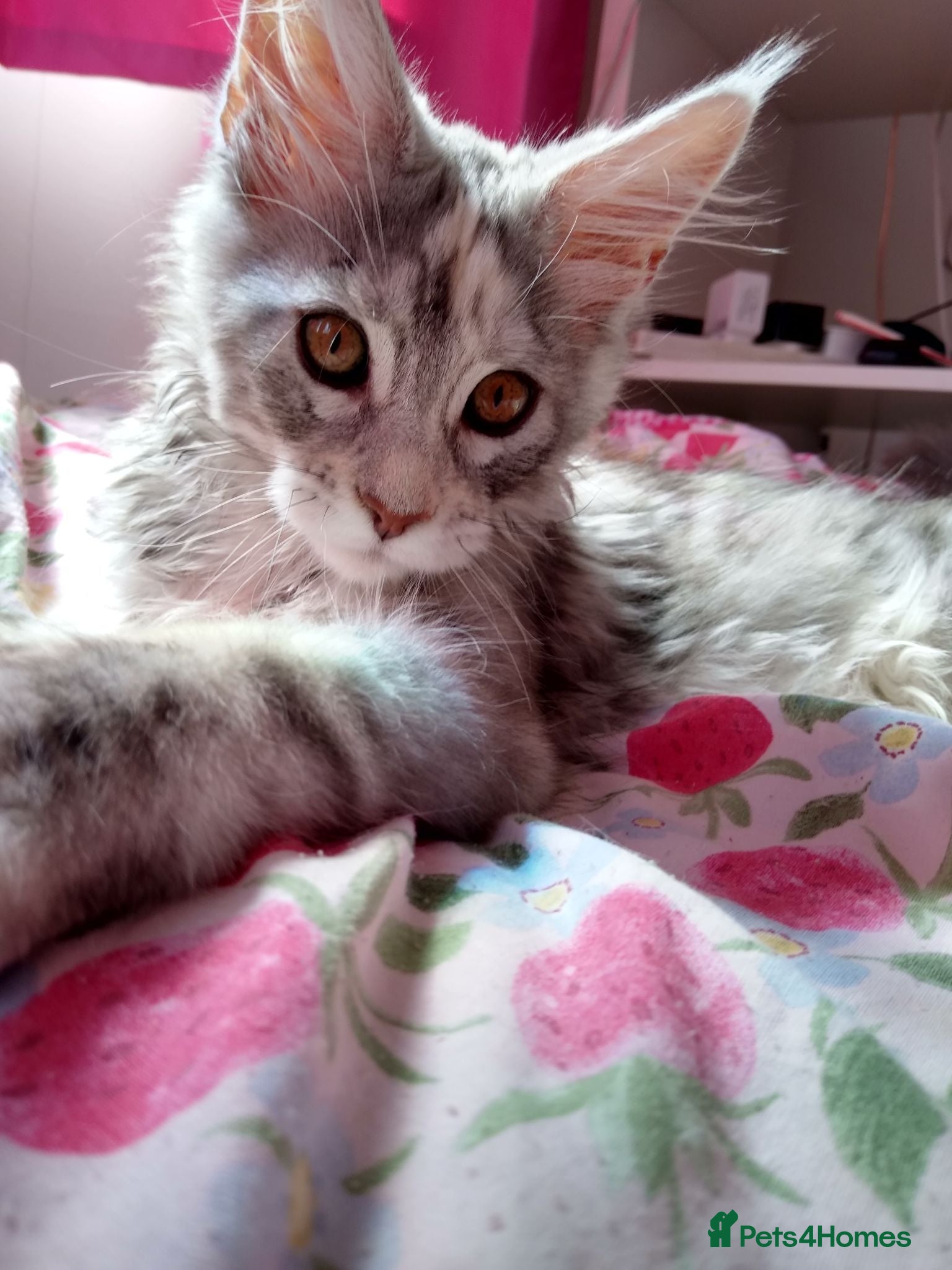Maine Coon cats Main Coon 🐈 kittens already now  - Advert 2