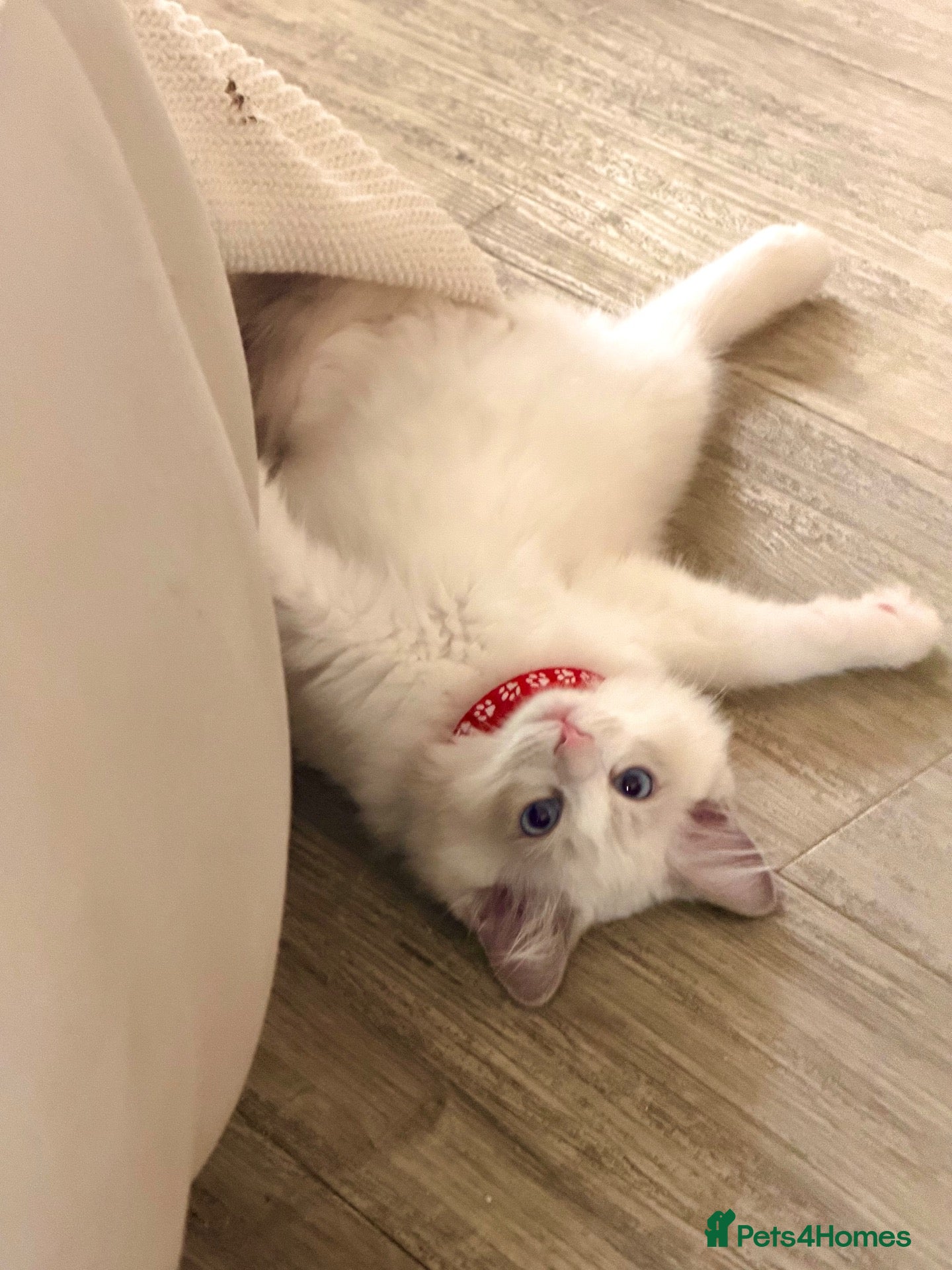 Ragdoll cats for sale: 🐾 Gorgeous Pedigree Ragdolls | Ready! London🐾 - Advert 1