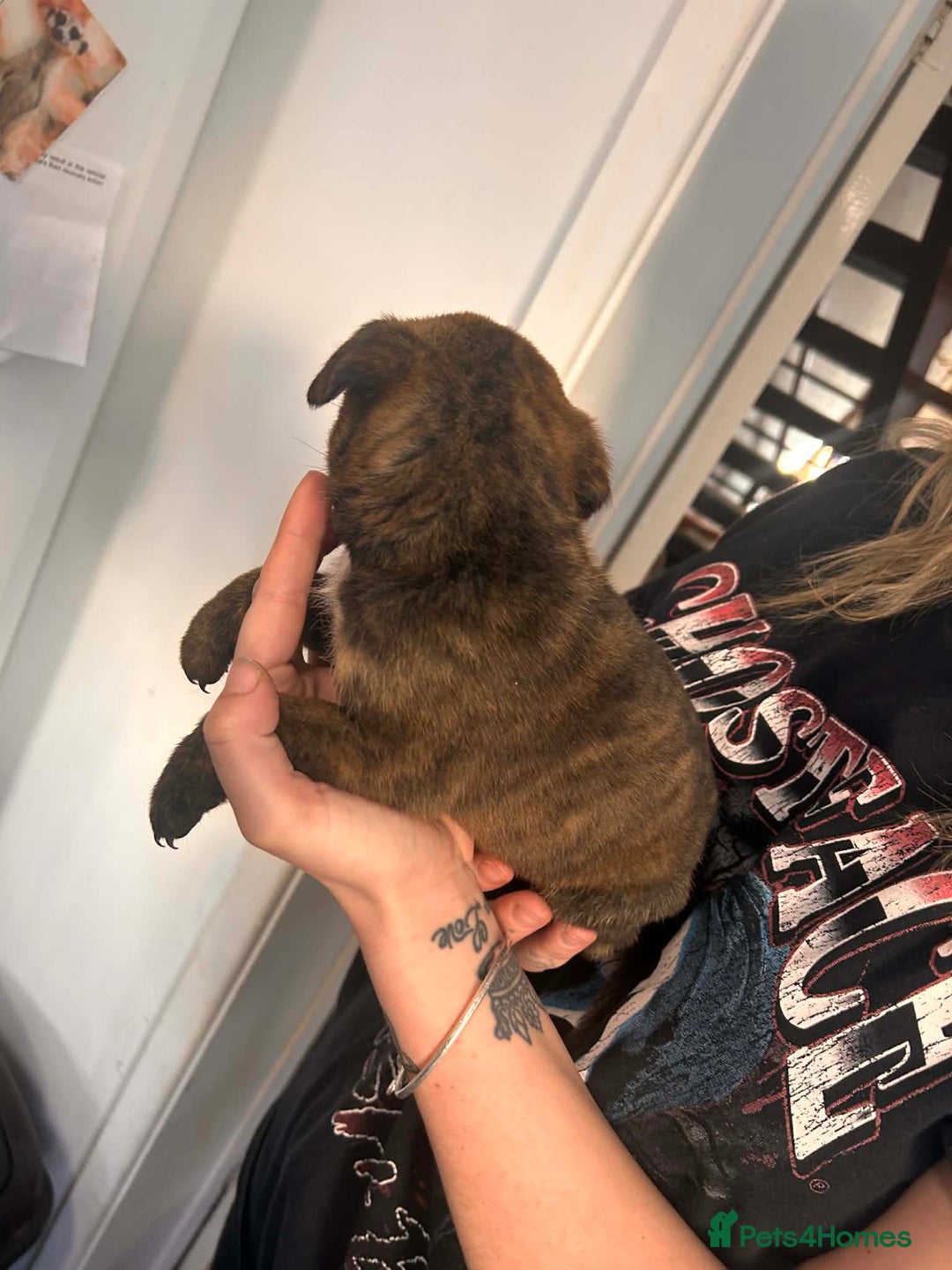 Mixed Breed dogs for sale: Beautiful Rottweiler x bullmastiff puppies - Advert 8