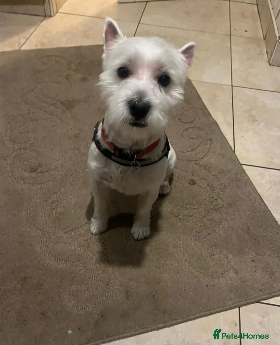 West Highland Terrier dogs for sale: West highland terrier - Advert 2