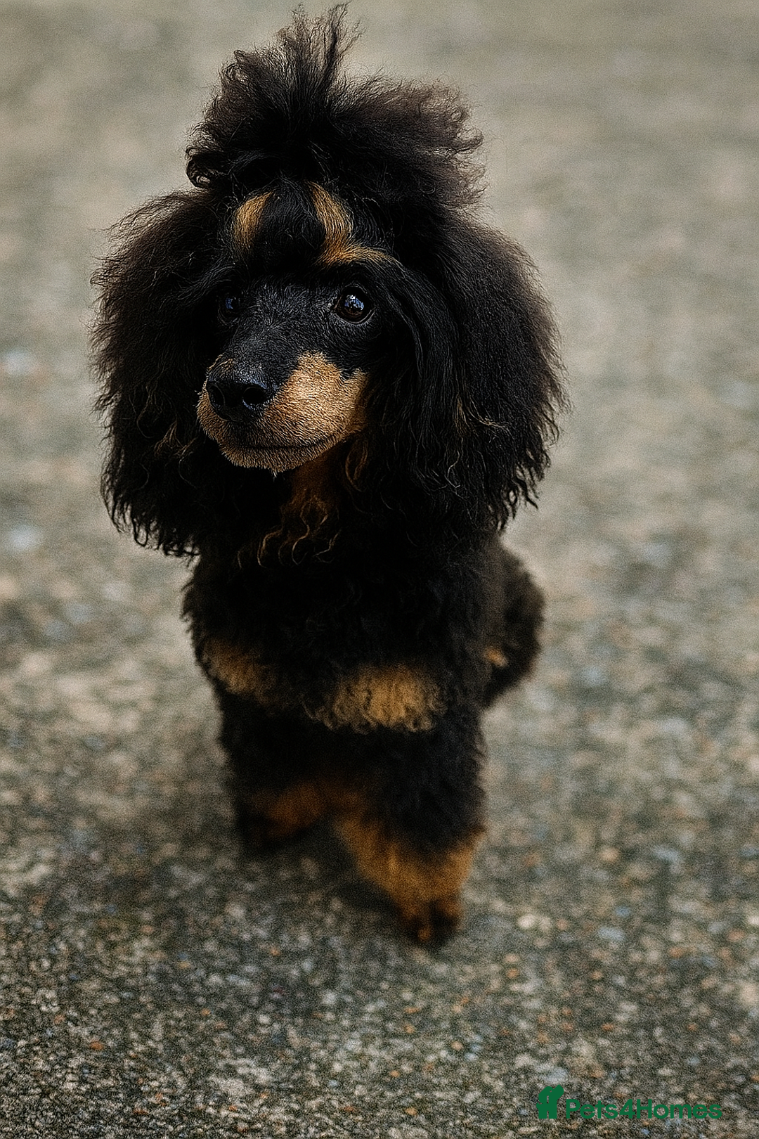 Cavapoo dogs for sale: F1B Cavapoo waiting list  - Image 6