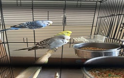 Budgerigars birds for sale: 5 Cute Budgerigar birds looking for new home - Advert 1
