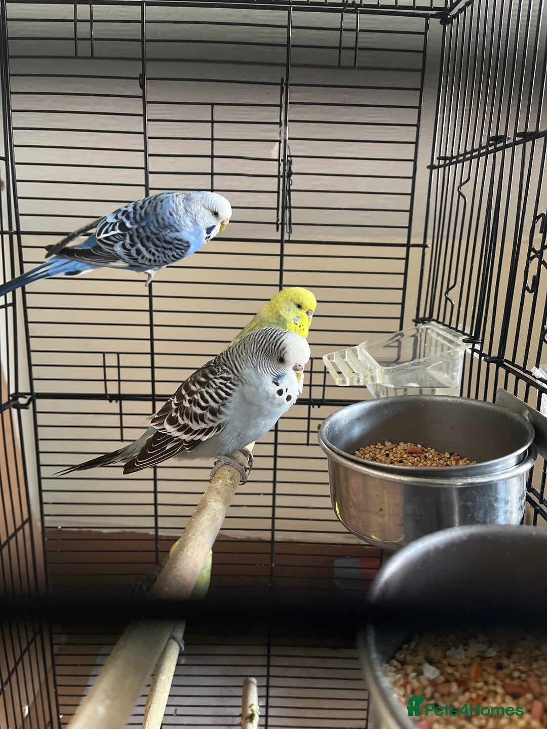 Budgerigars birds for sale: 5 Cute Budgerigar birds looking for new home - Advert 1