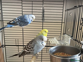 Budgerigars birds 5 Cute Budgerigar birds looking for new home - Advert 1