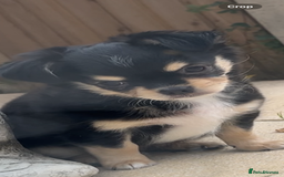 Chihuahua dogs for sale: Long-haired Chihuahua - Image 9