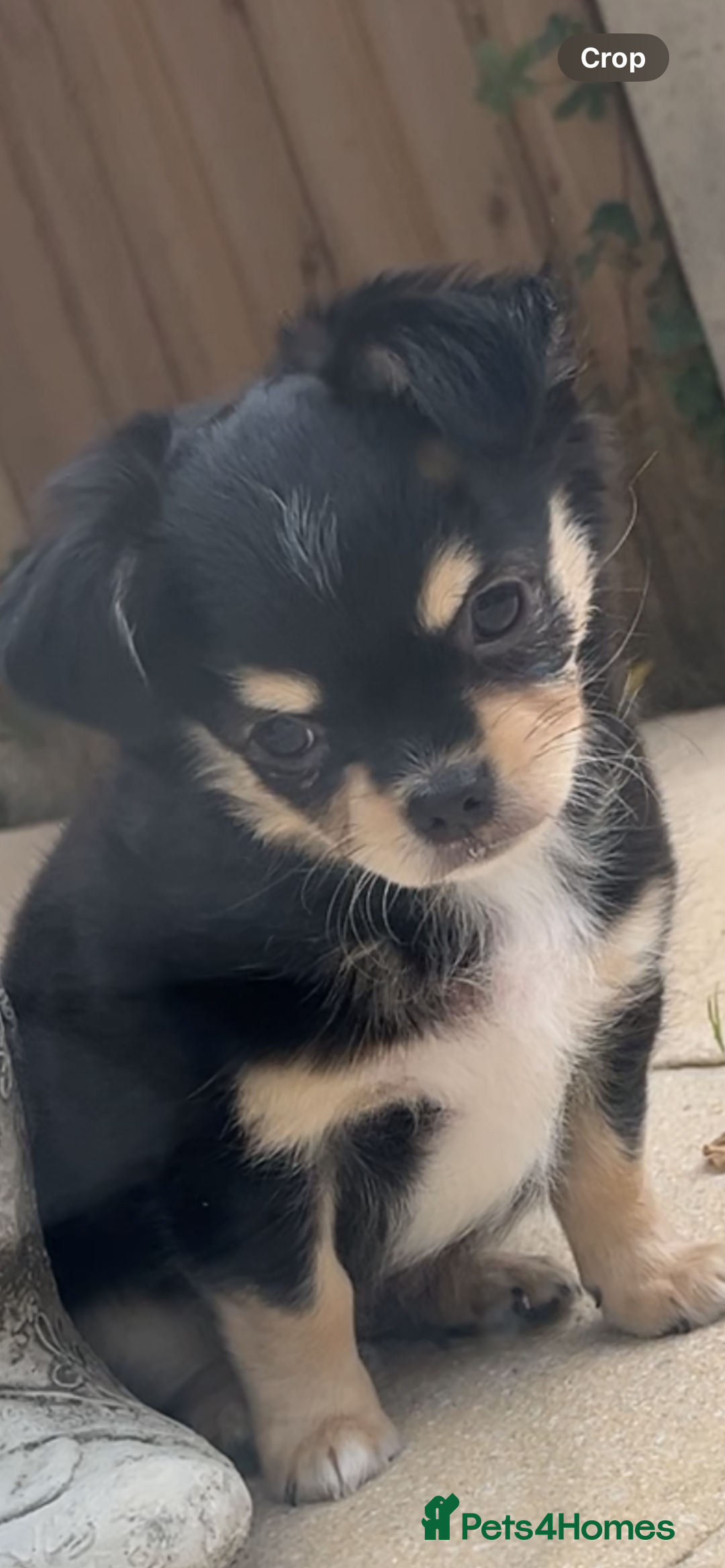 Chihuahua dogs for sale: Long-haired Chihuahua - Image 9
