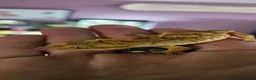 Gecko reptiles for sale: Crested geckos. - Advert 2