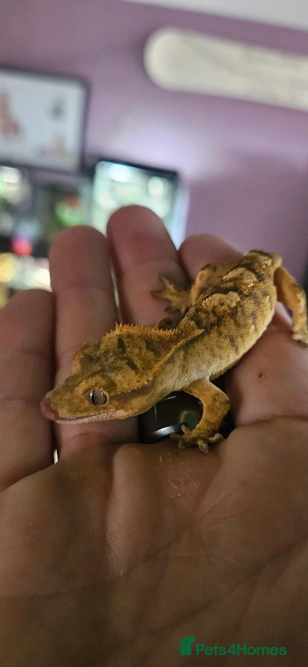 Gecko reptiles for sale: Crested geckos. - Advert 2