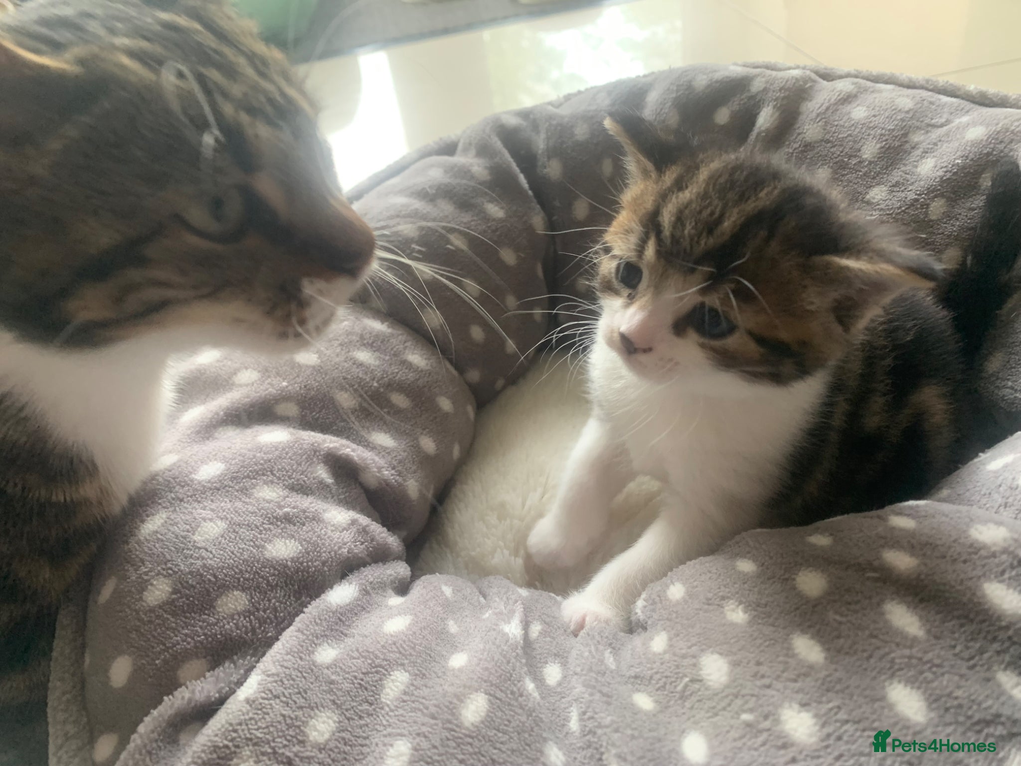 Mixed Breed cats for sale: Shorthair Tabby’s mixed breed in Solihull - Advert 6