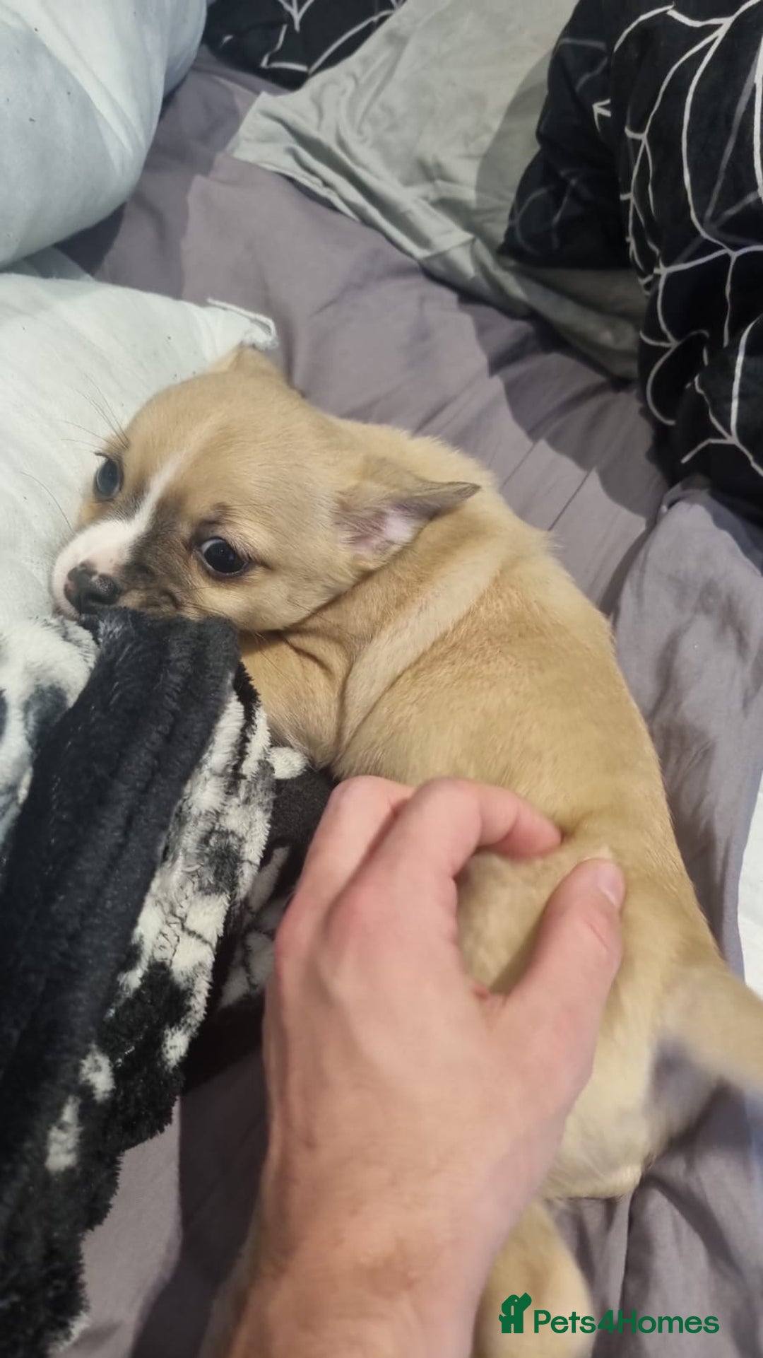 Mixed Breed dogs for sale: Male Jackawawa Puppy - Image 4