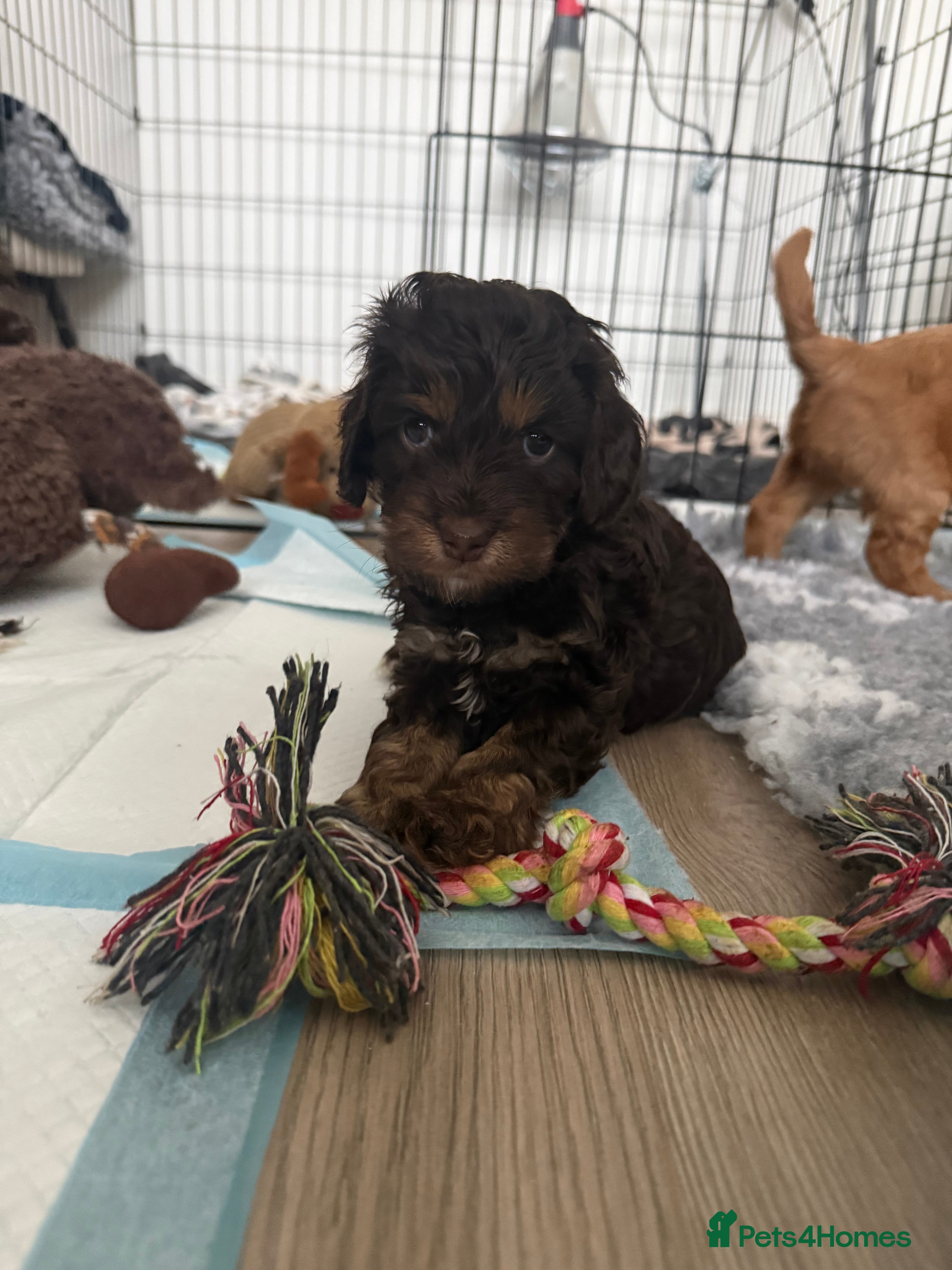 Cockapoo dogs F2 cockapoo puppies  - Advert 2