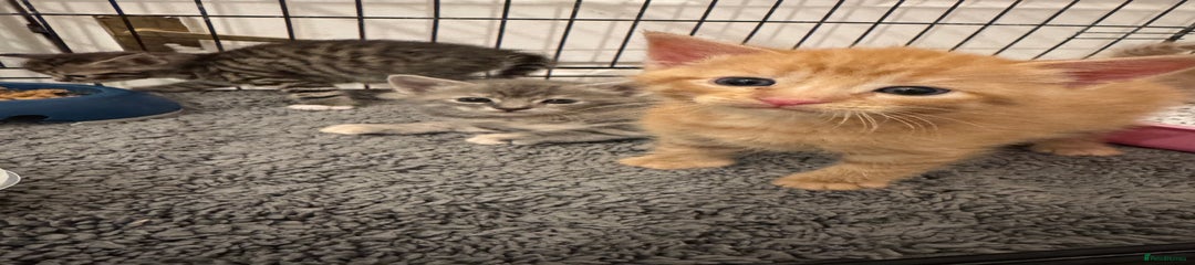 American Shorthair Kitten 3 boy ginger