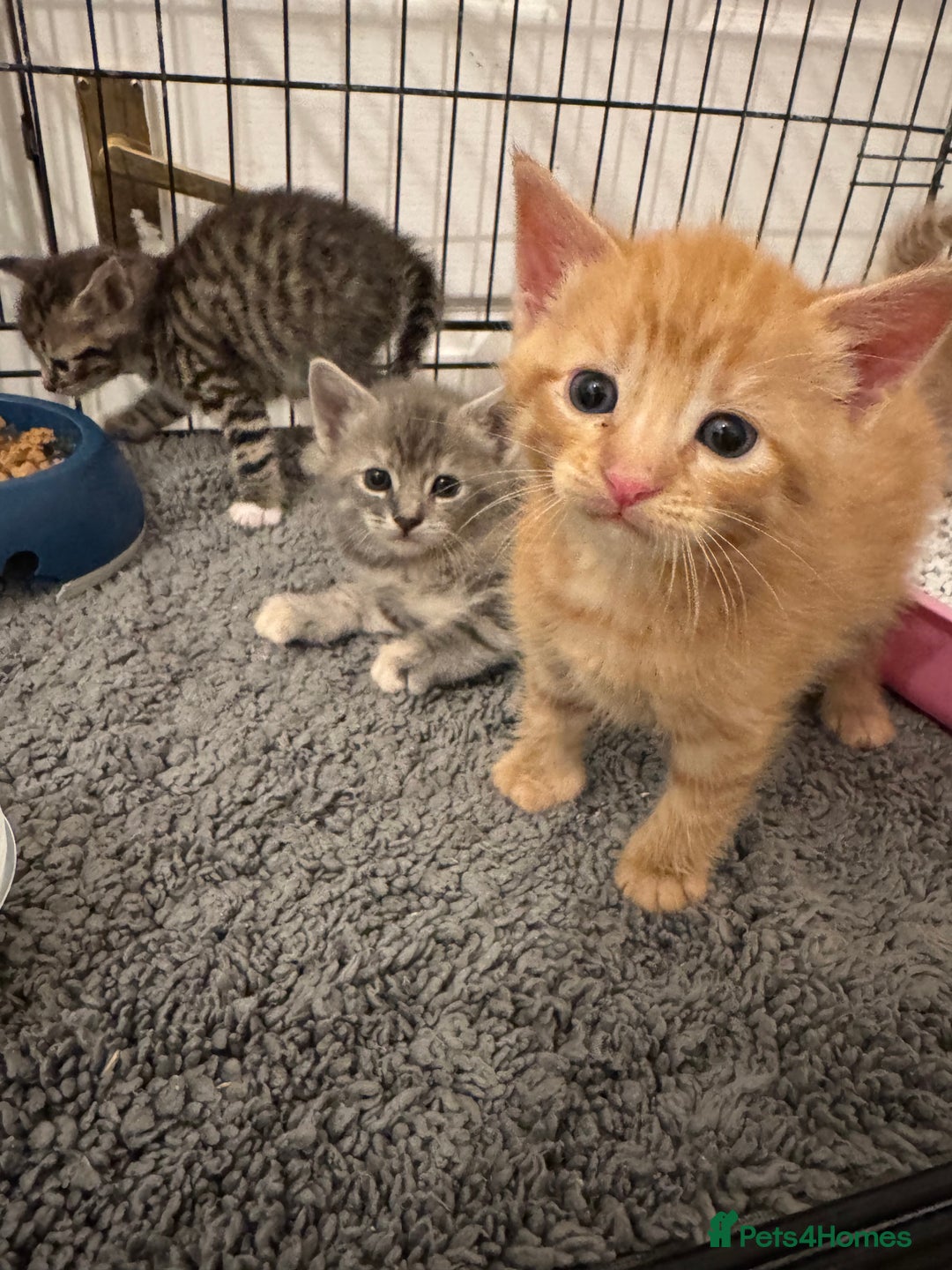 American Shorthair cats for sale: 4 stunning bsh x American short kittens avail - Image 19