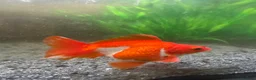 Fancy Goldfish fish for sale: 2x fancy goldfish  in Luton - Advert 6