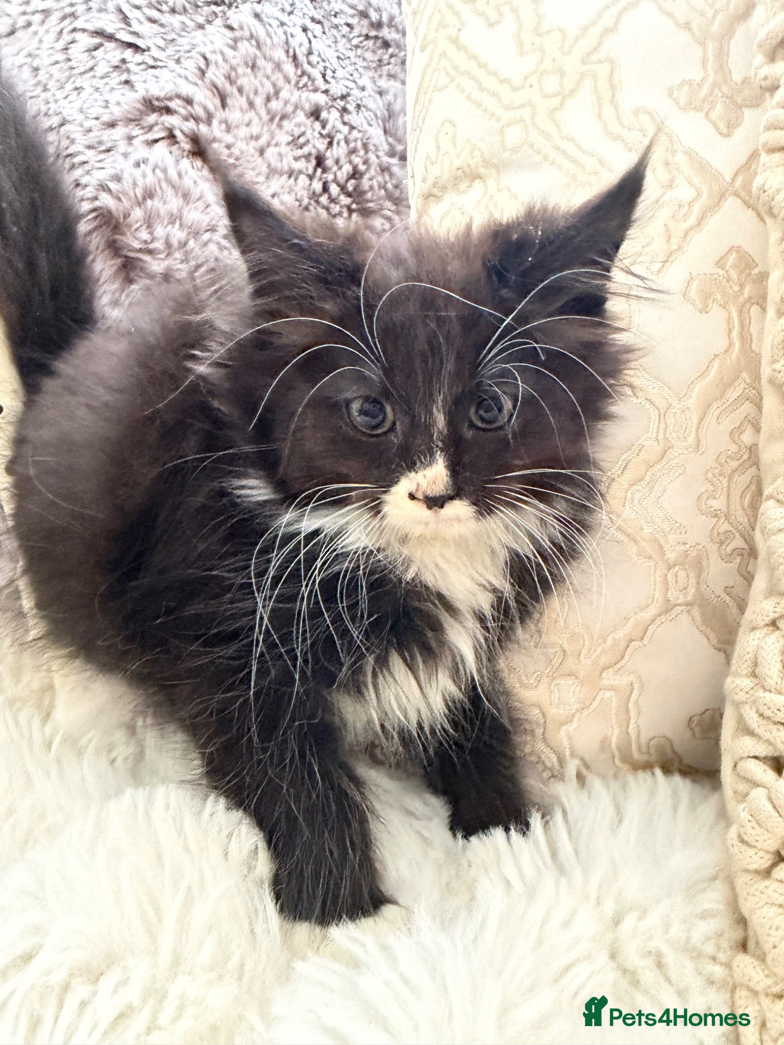 Maine Coon cats Maincoon X Ragdoll READY FOR COLLECTION  - Advert 2
