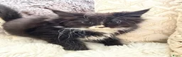 Maine Coon cats for sale: Maincoon X Ragdoll SALE - Advert 16