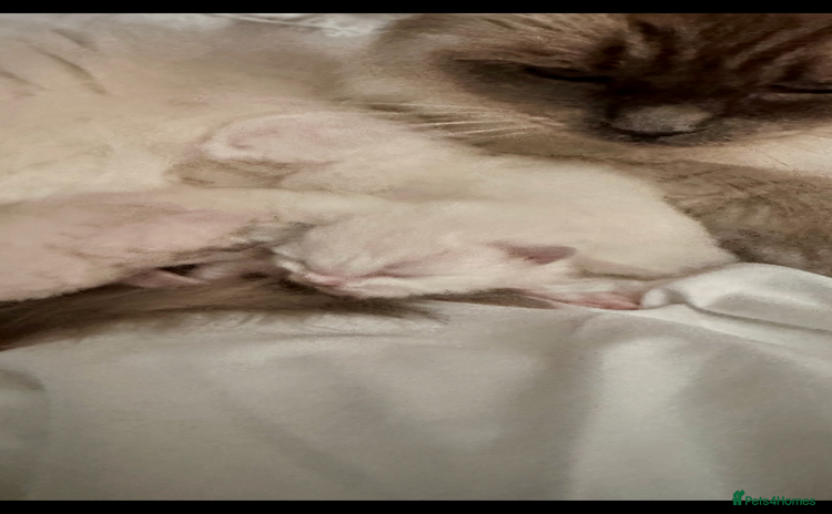 Ragdoll cats - Advert 4
