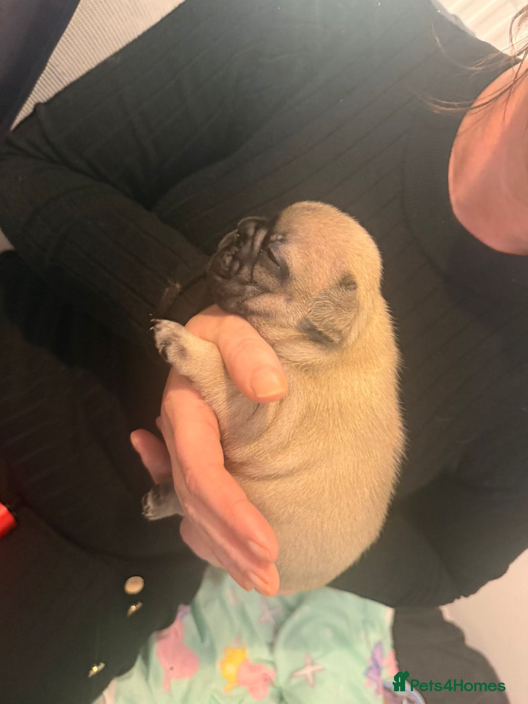 French Bulldog dogs for sale: Beautiful chunky frenchie puppies - Advert 13