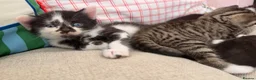 Mixed Breed cats for sale: Kittens  - Advert 5