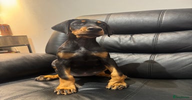 Dobermann dogs - Advert 4