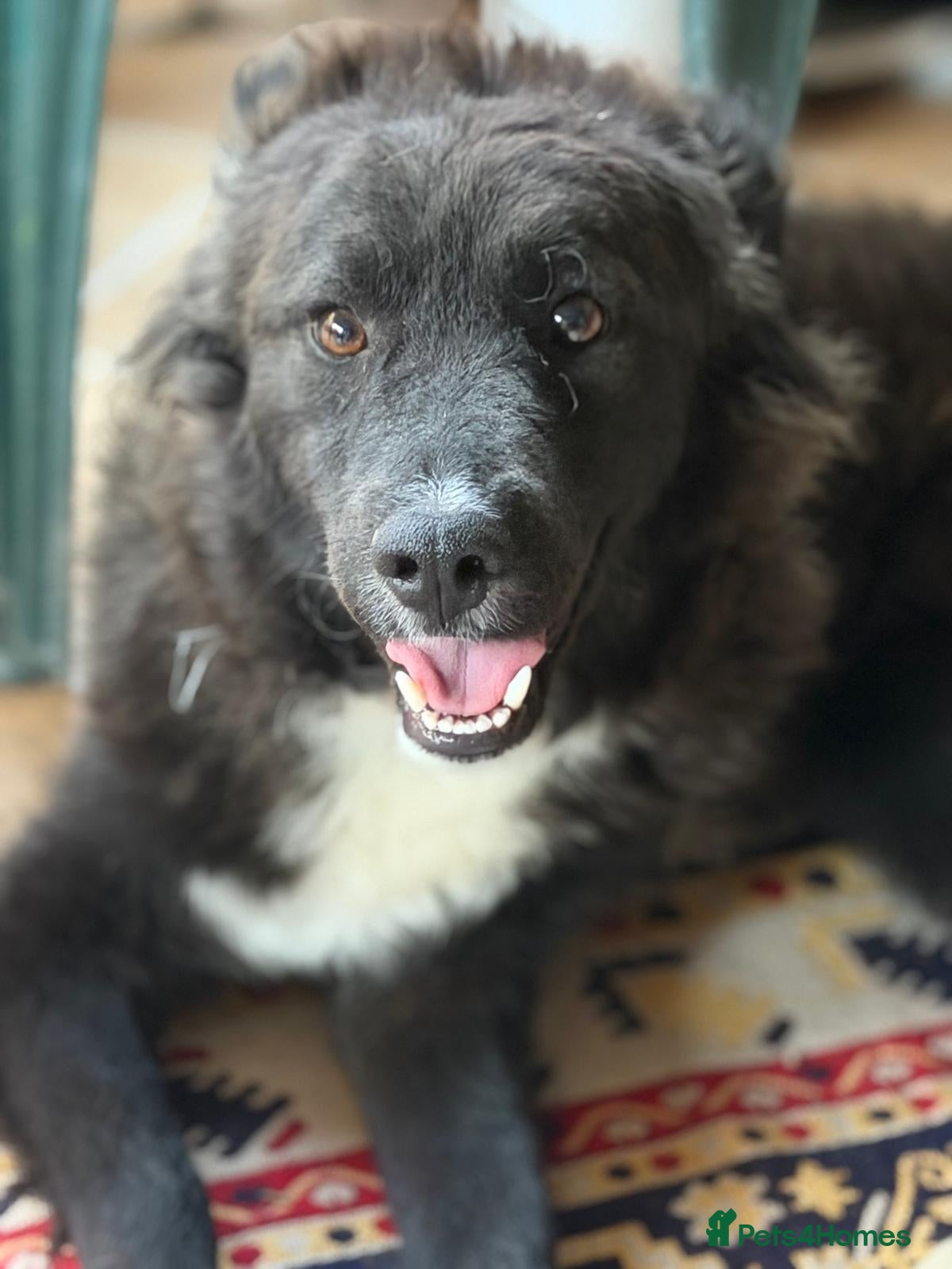 Mixed Breed dogs 🌸🐾 KATY – A GENTLE GIRL FOR A LOVING HOME 🐾🌸 - Advert 1