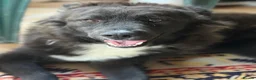 Mixed Breed dogs for adoption: 🌸🐾 KATY – A GENTLE GIRL FOR A LOVING HOME 🐾🌸 - Advert 1