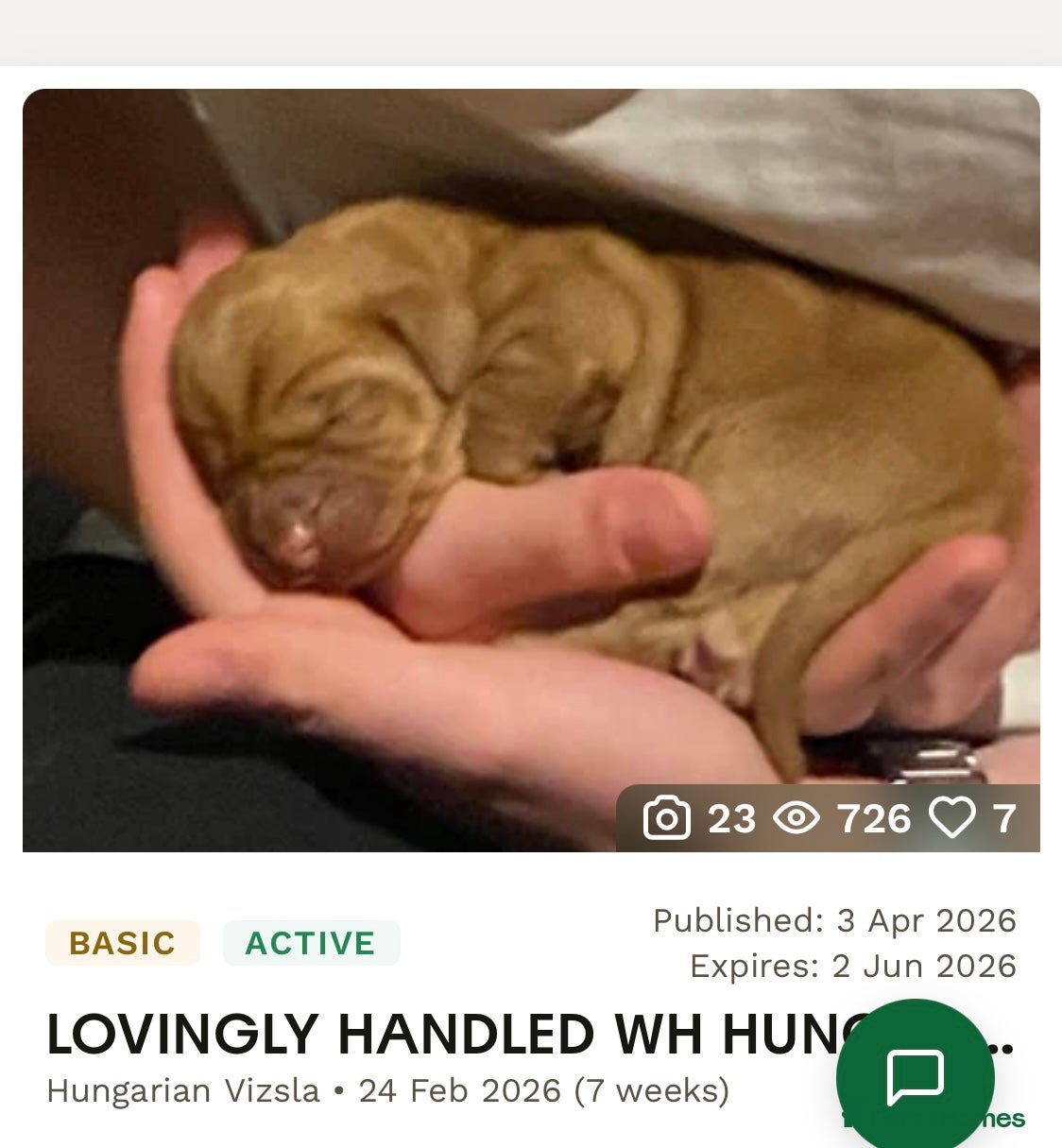 Hungarian Vizsla dogs LOVINGLY HANDLED WH HUNGARIAN vizsla puppies - Advert 13