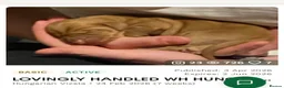 Hungarian Vizsla dogs for sale: LOVINGLY HANDLED WH HUNGARIAN vizsla puppies - Advert 1