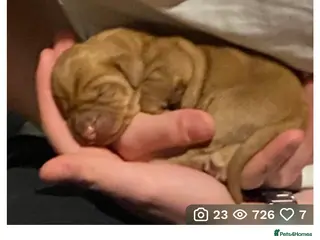 Hungarian Vizsla dogs LOVINGLY HANDLED WH HUNGARIAN vizsla puppies - Advert 1