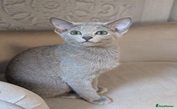 Russian Blue cats - Advert 11