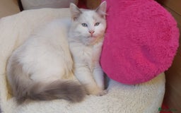 Ragdoll cats for sale: RAGDOLL BICOLOUR BOY BLUE EYES READY NOW! - Image 6