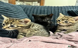 Mixed Breed cats for sale: Kittens - Image 7