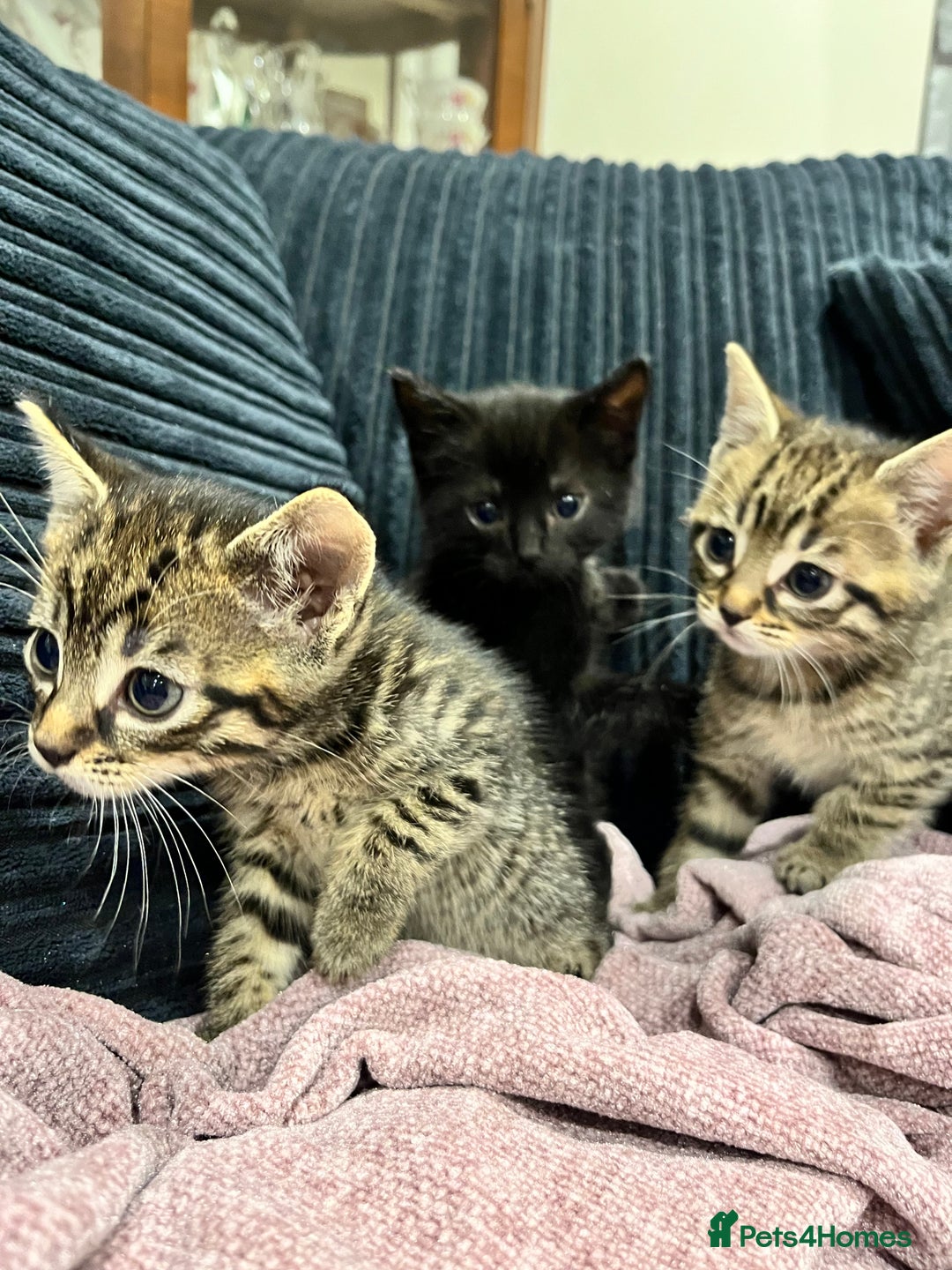 Mixed Breed cats for sale: Kittens - Image 7