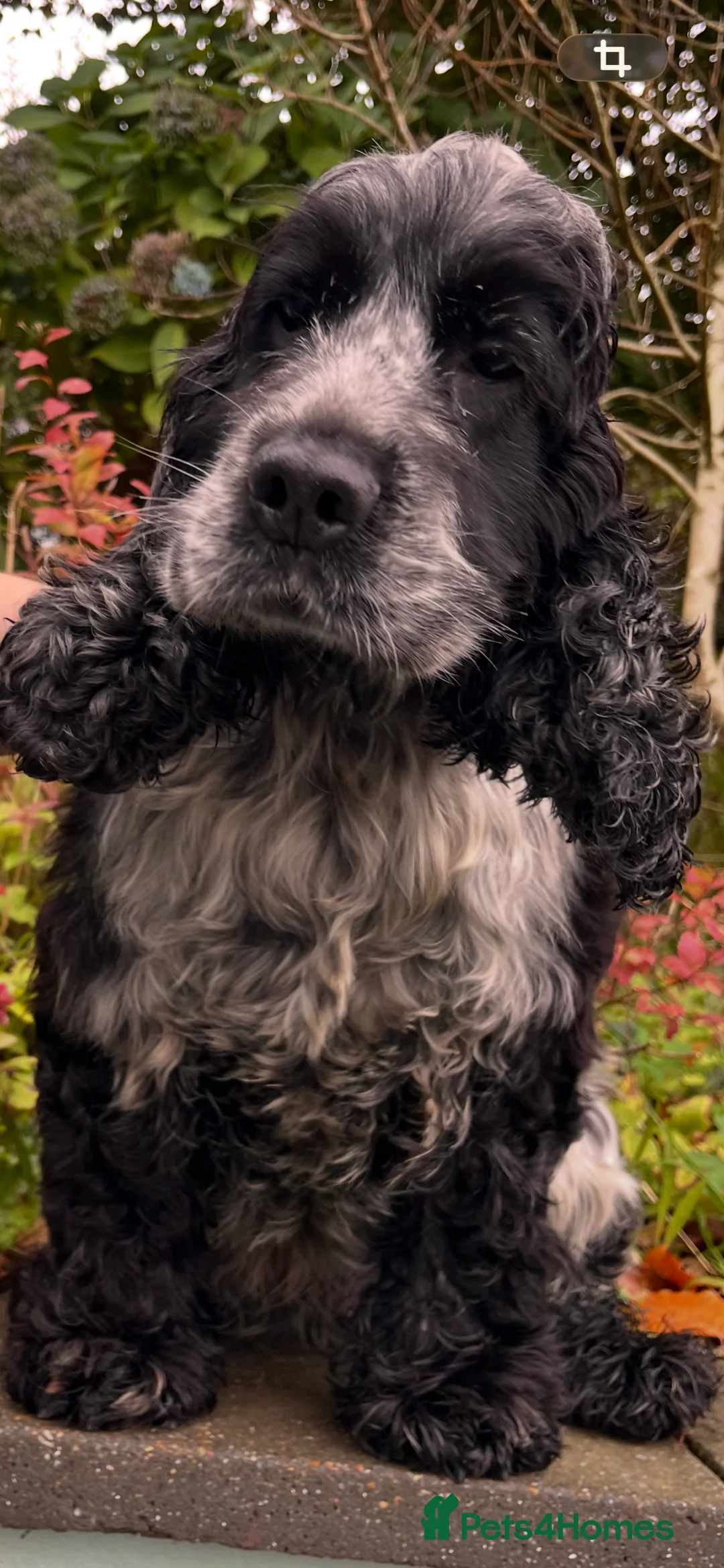 Cocker Spaniel dogs for sale: Cocker Spaniel  - Advert 2