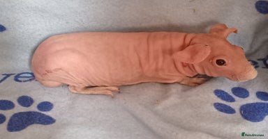 Guinea Pig rodents - Advert 11