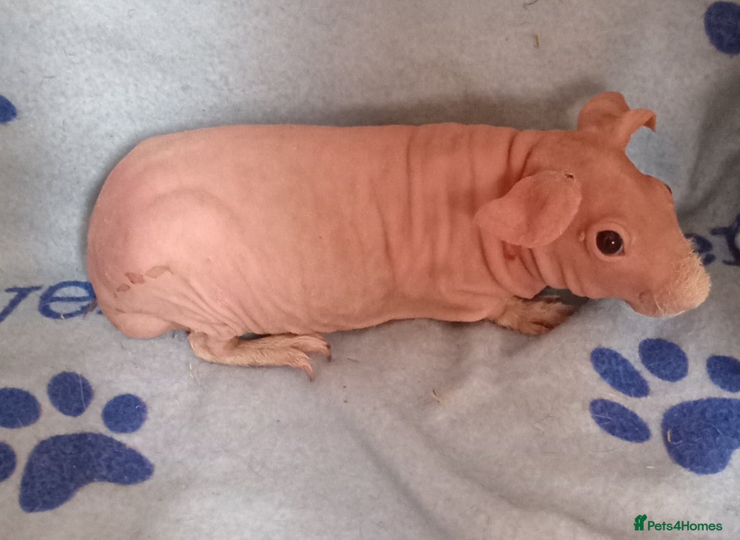 Guinea Pig rodents for sale: Skinnys Werewolfs & Lakelands Available Ready Now - Image 3