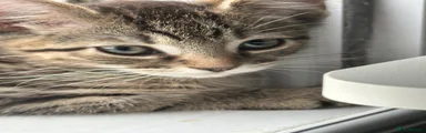 Domestic Shorthair 1