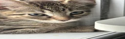 Domestic Shorthair cats for sale: 2 beautiful kittens looking for a loving home 🫶. - Advert 4