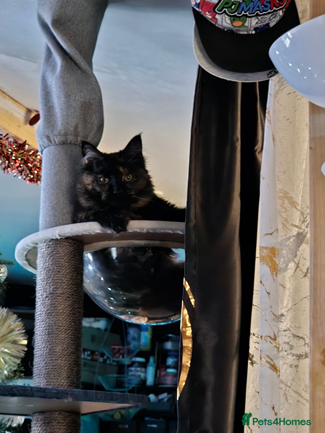 Maine Coon cats for sale: Maine coon  - Image 2