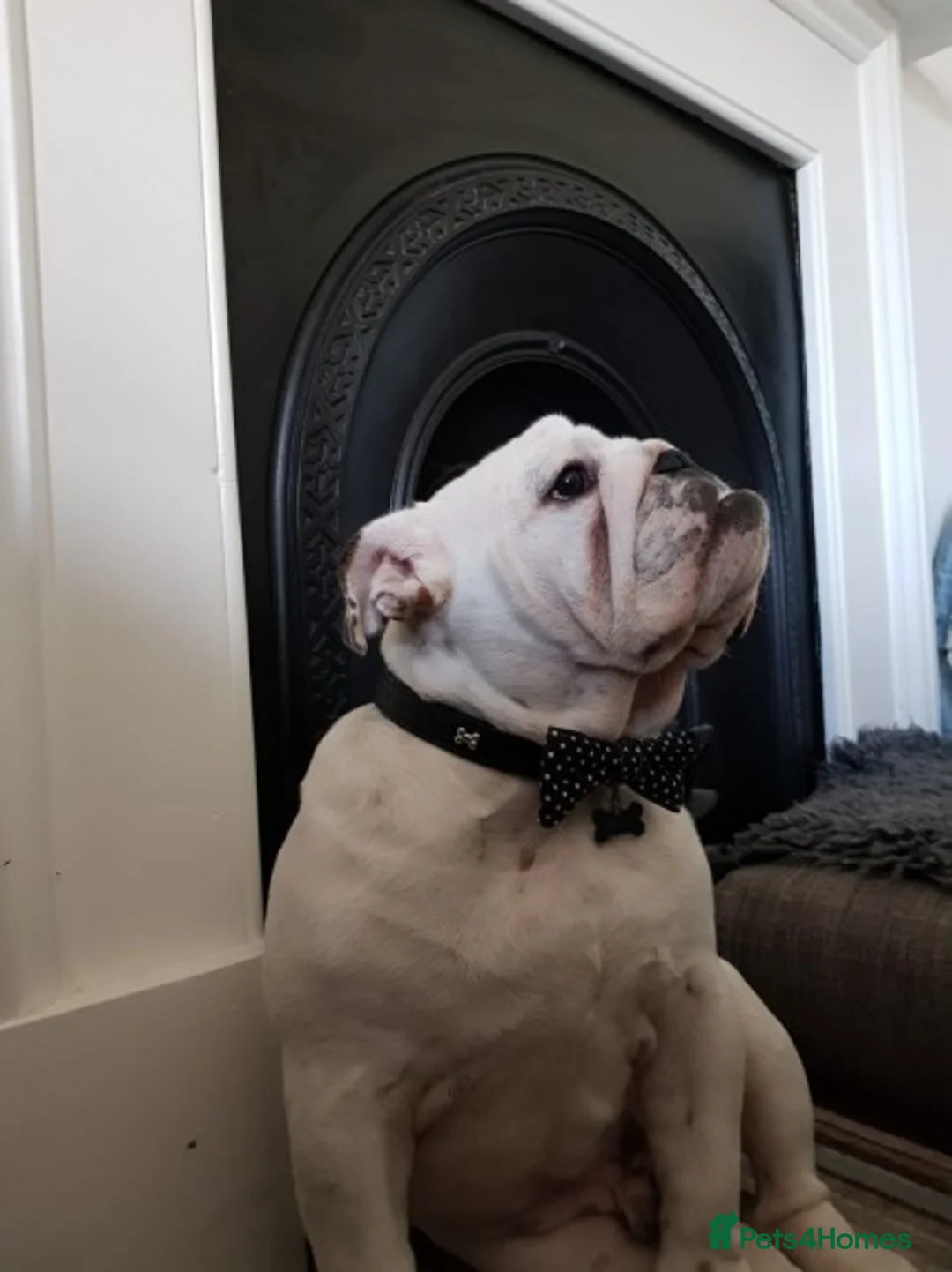English Bulldog dogs for stud: Qualified Crufts20/21/22/23/24 Health Certificates in Slough - Advert 19