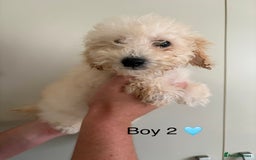 Poochon dogs for sale: Poochon puppies - Image 9