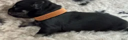 Miniature Schnauzer dogs for sale: Beautiful miniature schnauzers - Advert 11